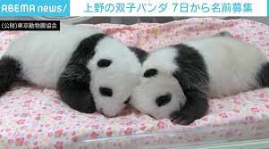 Jun 04, 2021 · 上野動物園のジャイアントパンダのシンシンに妊娠の兆候がみられることがわかりました。 きょうから、およそ5カ月ぶりに再開する上野動物園に嬉しいニュースが入ってました。 O98h95j9 Ldt5m