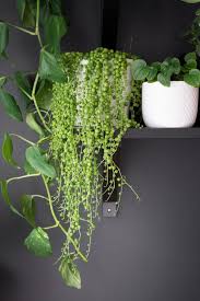String of pearls hanging basket 6 pot succulent senecio rowleyanus string of beads plant hanging vine plant succulent basket. How To Propagate String Of Pearls From Cuttings Senecio Rowleyanus