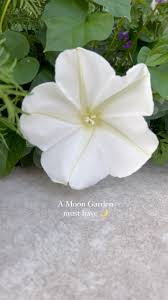 Image result for Ipomoea oenotherae