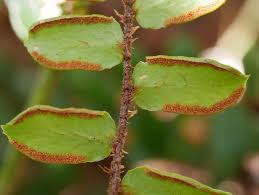 Image result for Pellaea angulosa