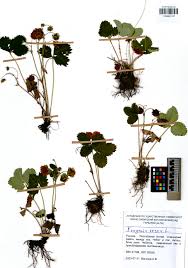 Image result for Vincetoxicum stenolobum