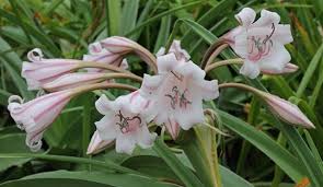 Image result for Crinum macowanii