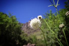 Image result for Scabiosa drakensbergensis