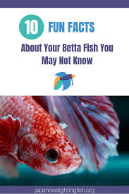 Betta Fish Facts 10 Fun Facts That Most Betta Owners Dont Know Betta Fish Betta Fish Activities