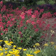 Image result for Centranthus