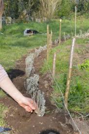 Quand planter la lavande ? Je Plante La Lavande Au Jardin Au Jardin
