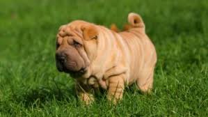 If considered, other factors could also come into play, but don't worry, because this. How Long Do Shar Peis Live Pettime