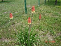 Looks Like A Candy Corn Plant Corn Plant Plants Candy Corn