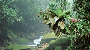 Download Hd Wallpapers Of 361000 Nature Landscape Trees Forest Rainforest Jungle Brasil Plants Str In 2021 Brazilian Rainforest Rainforest Rainforest Landscape