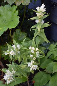 Image result for Gentiana asclepiadea alba