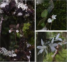 Image result for Angraecopsis parviflora