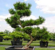 We did not find results for: A Signature Plant Moyogi Style Pruned Specimen Of Thunderhead Pine Japanese Garden Landscape Ornamental Trees Landscaping Pine Garden