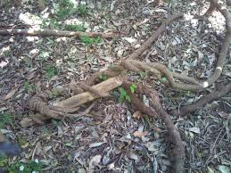 Image result for Secamone alpini