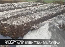 Kebanyakan batu kapur dihancurkan dan digunakan sebagai material bangunan. Manfaat Kapur Untuk Tanah Dan Tanaman