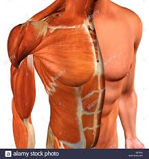 This muscular system chart shows in detail the deep layers of muscle on the back side of your body. Ab Muscle Anatomy Anatomy Drawing Diagram
