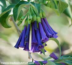 Image result for Iochroma