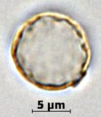 Image result for Elatostema paivaeanum