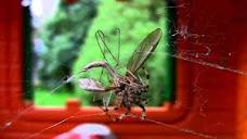 Spider vs giant mosquito. - YouTube