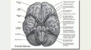 Brain Anatomy Cranial Nerves Speech Language Therapy Speech Language Pathology Cranial Nerves