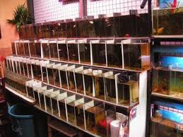 Betta Fish Farm Google Search Fish Farming Betta Fish Betta