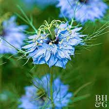 Pin On Annuals