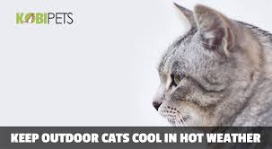 May 29, 2020 · how to keep cats cool in hot weather 1. 10 Tips On How To Keep Outdoor Cats Cool In Hot Weather Kobi Pets
