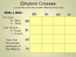 Click on the order now tab. Heredity And Genetics Part Two Dihybrid Crosses Two