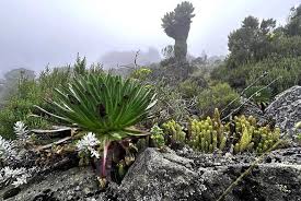 Image result for Senecio maranguensis