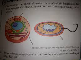 Kunci jawaban lks pr intan pariwara sma kurikulum 2013 jawaban bupena kelas 7 bab 10 ekosistem x biologi klaten 1 pengembangan modul biologi berbasis inkuiri. Buku Biologi Kelas Xi Uji Kompetensi 1 1 Halaman 9 Bab 1 Renika Pramesi