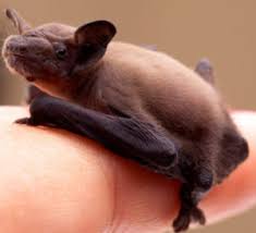 28.08.2011 · no, you can not have a bat as a pet. Can I Keep A Stray Baby Bat As A Pet Virginia Bat Pros