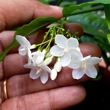 Image result for Wrightia