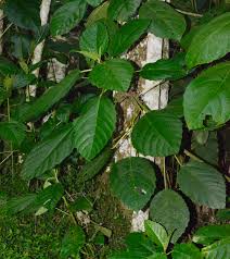 Image result for Urera