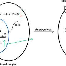 Spermidine had a range of effects on the cells and living creatures. Pdf Molecular Basis Of The Anti Aging Effect Of Spermidine And Other Natural Polyamines A Mini Review