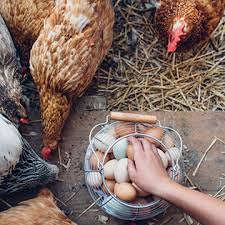 Salmonella are bacteria that can infect the intestinal tract, leading to diarrhea and other symptoms. Salmonella During Pregnancy