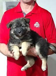 Lancaster puppies advertises puppies for sale in pa, as well as ohio, indiana, new york and other states. Mocha German Shepherd Dog Puppy Female For Sale In Pittsburgh Pennsylvania Classified Americanlisted Com