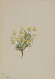 Image result for Helichrysum quartinianum