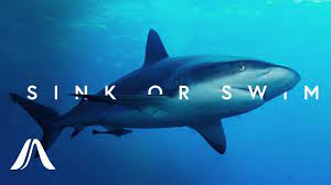 Why Do Sharks Have To Keep Swimming Youtube