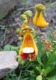 Image result for Calceolariaceae