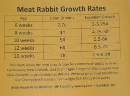 Purebreed new zealand white rabbit, buck, doe and weaners are available contact for your stock or advice on rabbit breeding. Selecting Quality Breeding Stock Bha Rabbitry