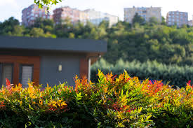 Image result for Nandina