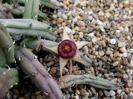 Image result for Huernia procumbens
