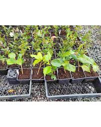 Camellia Terrell Weaver