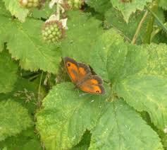 Image result for Trichopteryx elegantula