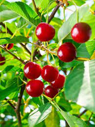 Maybe you would like to learn more about one of these? Cherry Semi Dwarf Grow Guide