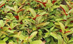 Image result for Excoecaria