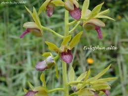 Image result for Eulophia alta