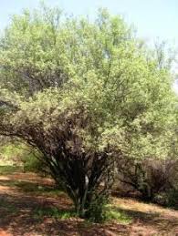 Image result for Diospyros lycioides