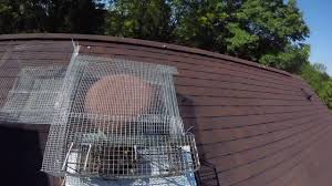 Squirrels in ridge vent squirrels in the ridge vent is a very common problem that is seen throughout the united states in every type of home and building, squirrels chew into homes in various areas that includes but is not limited to facia boards, soffit, gable vents and ridge vent. Raccoon Proof Attic Vent Custom Vent Trap Youtube