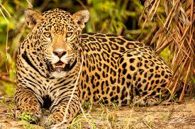 images?q=tbn:ANd9GcS49Dm_0TgzH549X6n2PBCLqbVbo35Ducu1Rg&s