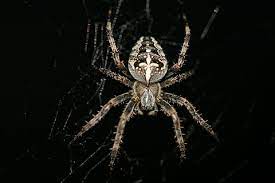 Are huntsman spiders poisonous to dogs? Hd Wallpaper Araneus Diadematus Cross Spider European Garden Spider Diadem Spider Wallpaper Flare